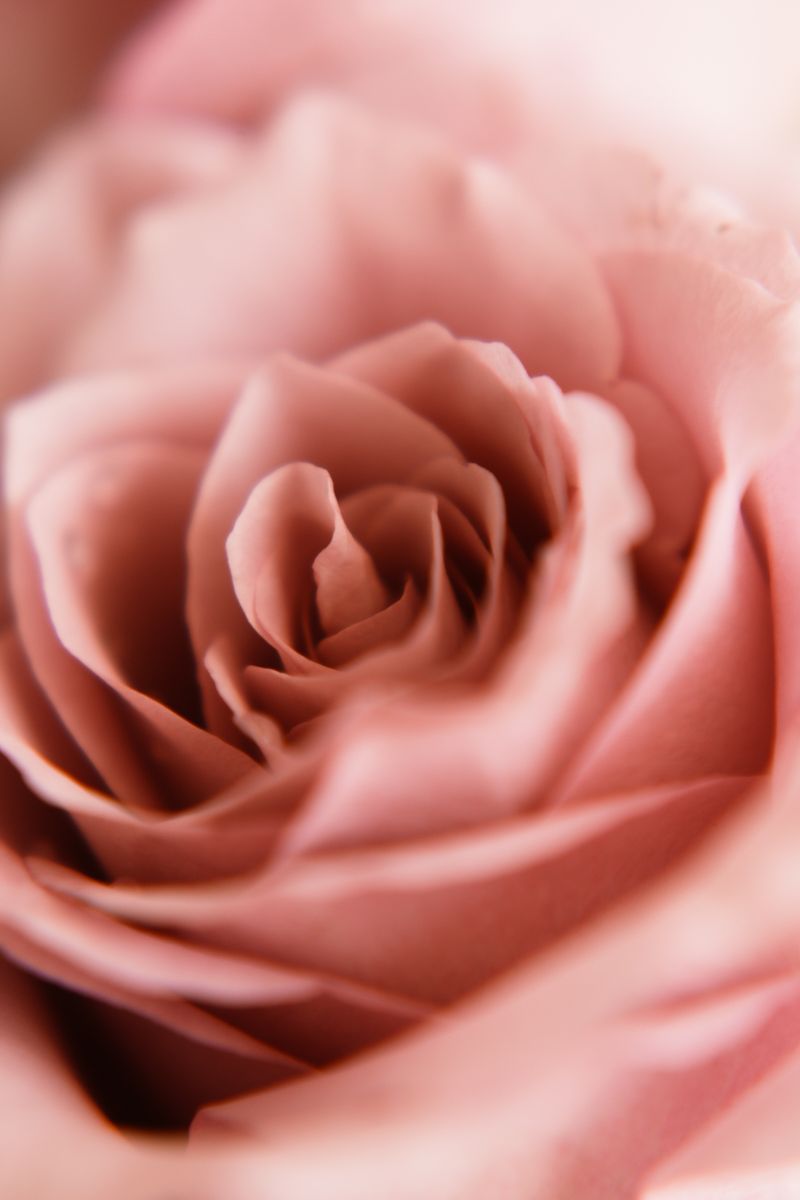 Cœur d'une rose poudrée en gros plan