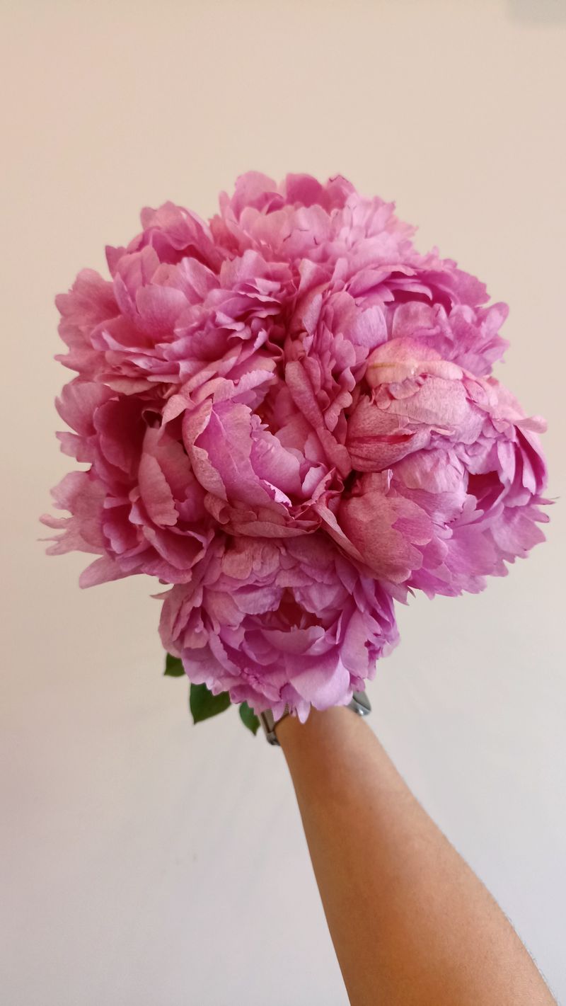 Botte de pivoines roses tenue à la main
