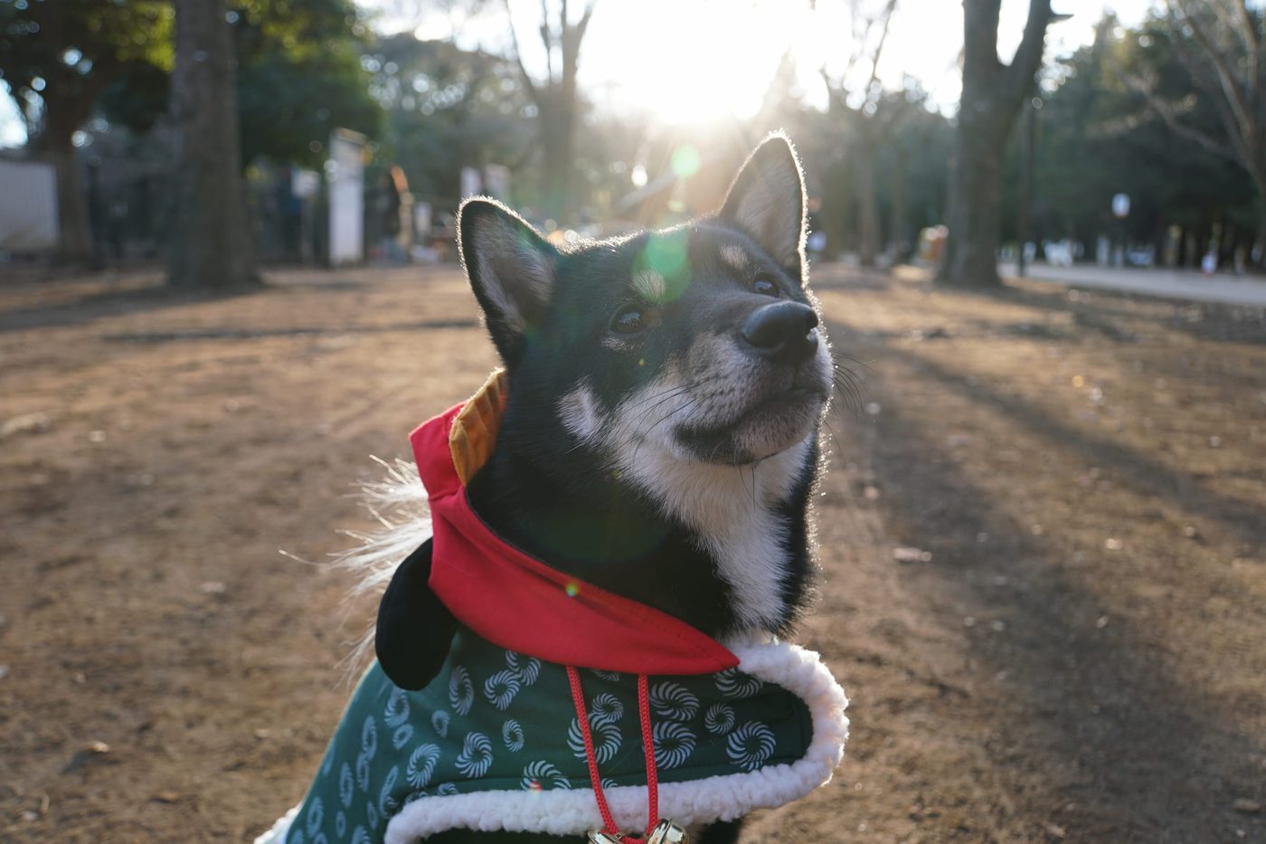 Démo Goro — marque canine