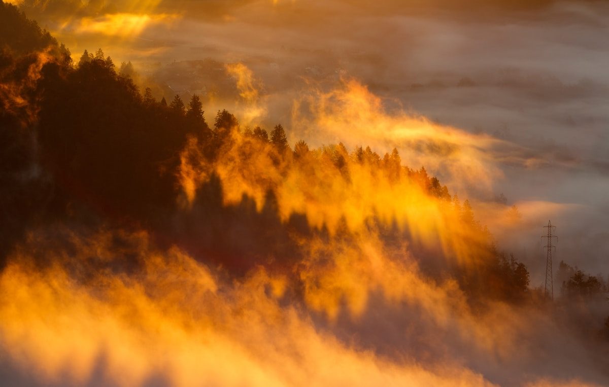 Paysage — Brume dorée sur la forêt